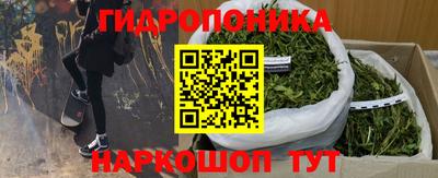 крисы Славгород